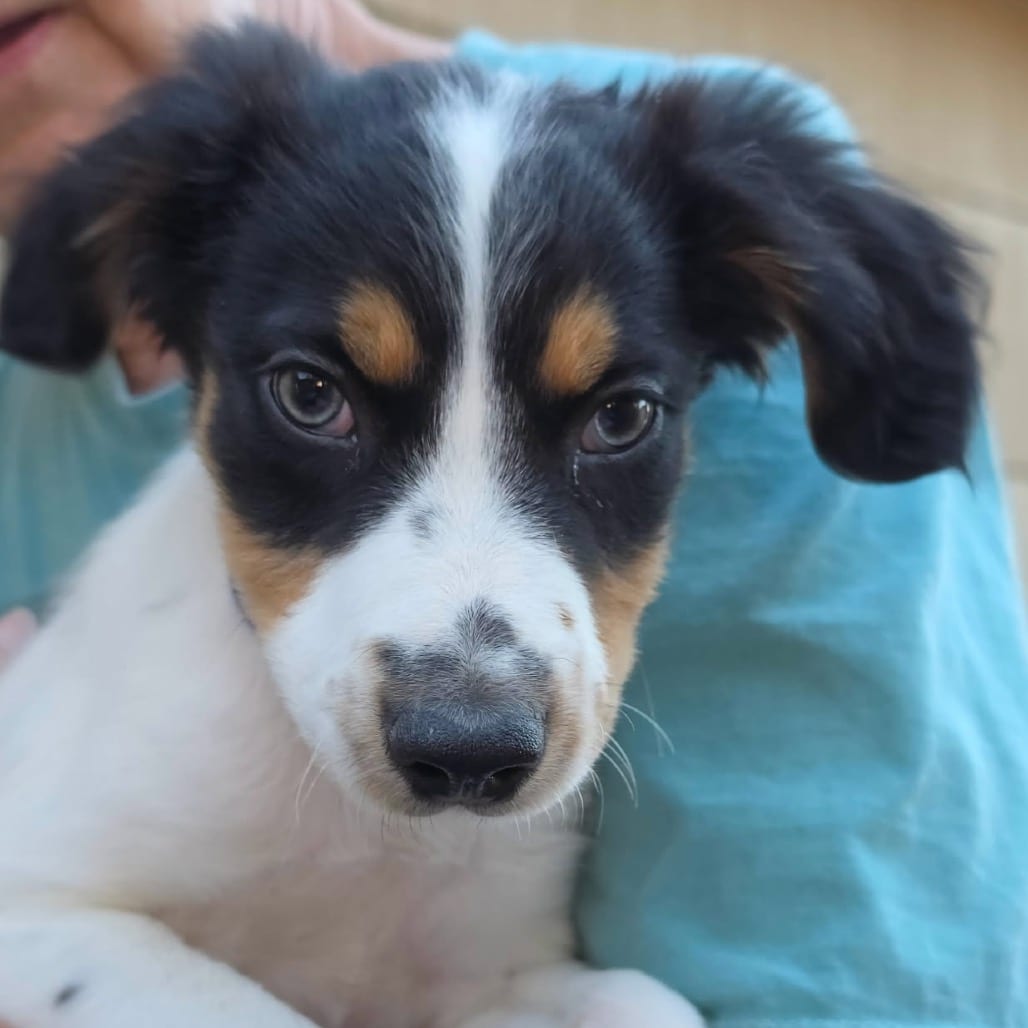 Photo of Peter, adoptable Mixed Breed (Medium) in Buffalo, Minnesota