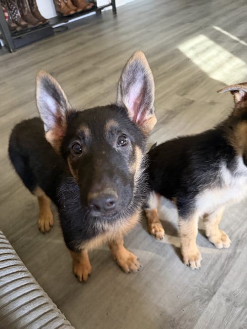 Photo of Winchester- Puppy, adoptable German Shepherd Dog in Lakemore, Ohio