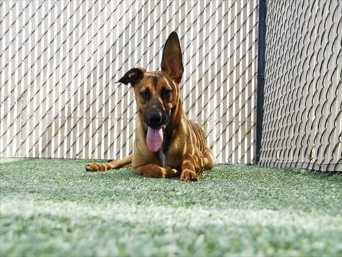 Photo of Longhorn, adoptable German Shepherd Dog in Norco, California