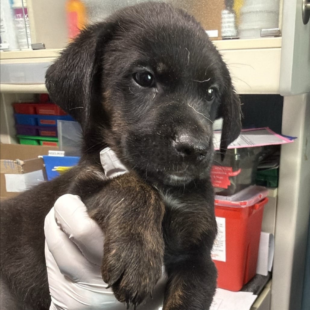 Photo of Wisdom, adoptable Mixed Breed (Medium) in Colville, Washington