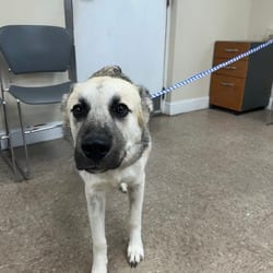 Photo of Big man, adoptable Mutt in Ringgold, Georgia