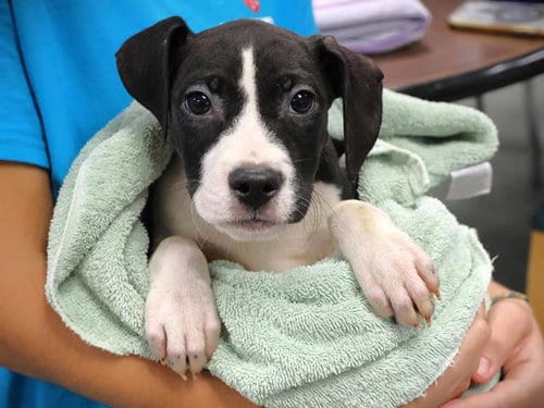 Photo of Dr Pepper, adoptable American Pit Bull Terrier in Tallahassee, Florida