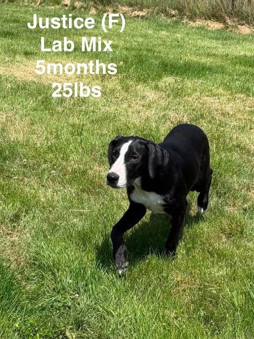 Photo of Justice, adoptable Labrador Retriever in LEBANON, Connecticut