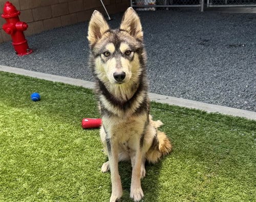 Photo of Ginger, adoptable Siberian Husky in Moreno Valley, California