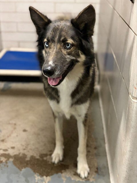 Photo of Sadie, adoptable German Shepherd Dog in Stockton, California
