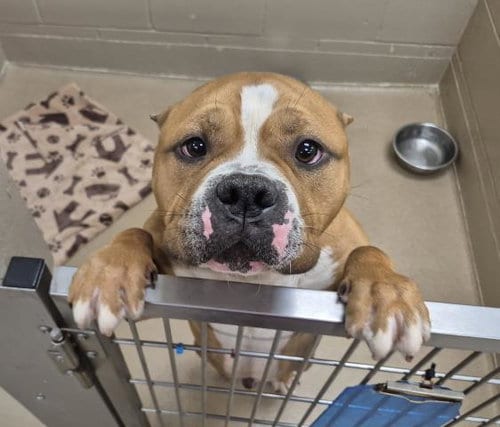 Photo of Dolan, adoptable American Pit Bull Terrier in Decatur, Illinois