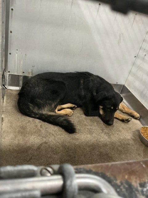 Photo of Ricardo, adoptable German Shepherd Dog in San Bernardino, California