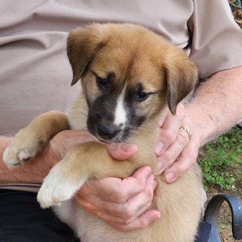 Photo of Woodland Jeffrey, adoptable Collie in Chantilly, Virginia