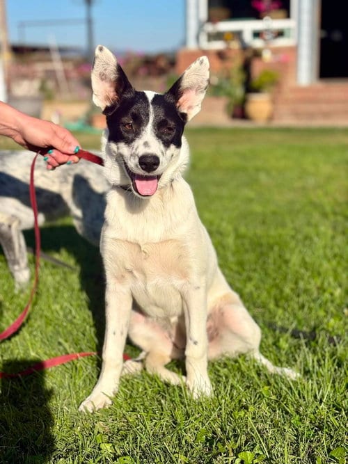 Photo of Porsche, adoptable Australian Cattle Dog/Blue Heeler in Paso Robles, California