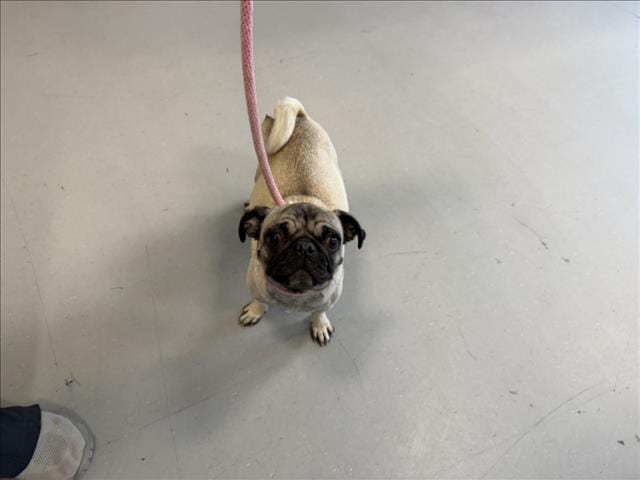Photo of Senior Pug, adoptable Pug in Santa Fe, New Mexico