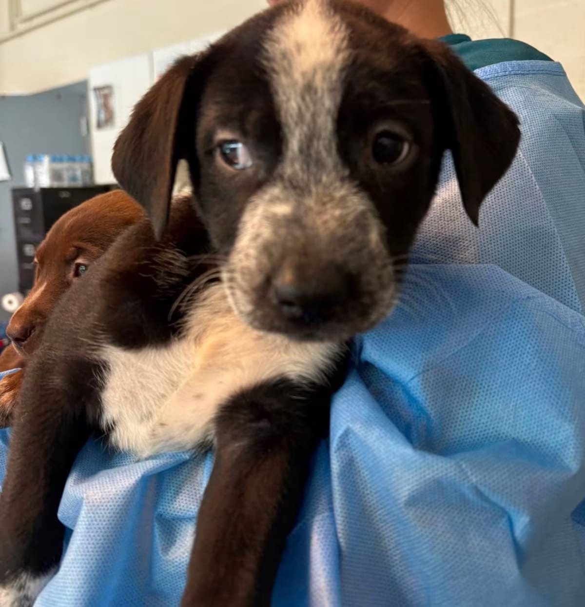 Photo of Allesandra, adoptable Setter (Unknown Type) in Columbia, Maryland
