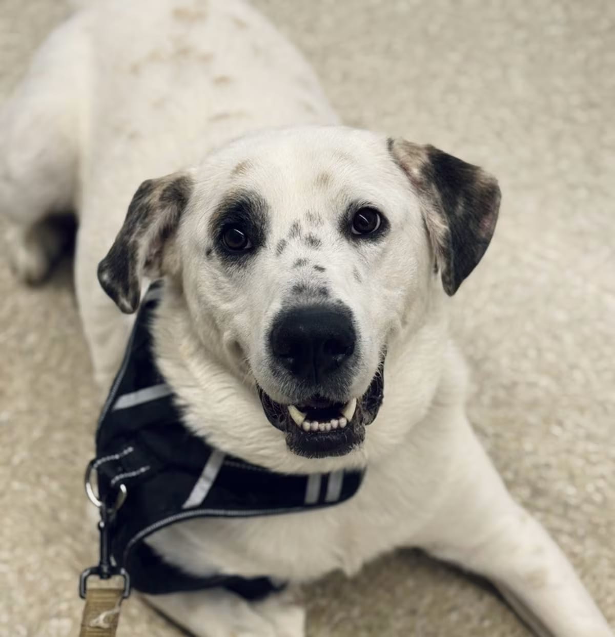 Photo of Neo, adoptable Great Pyrenees in Brewster, New York