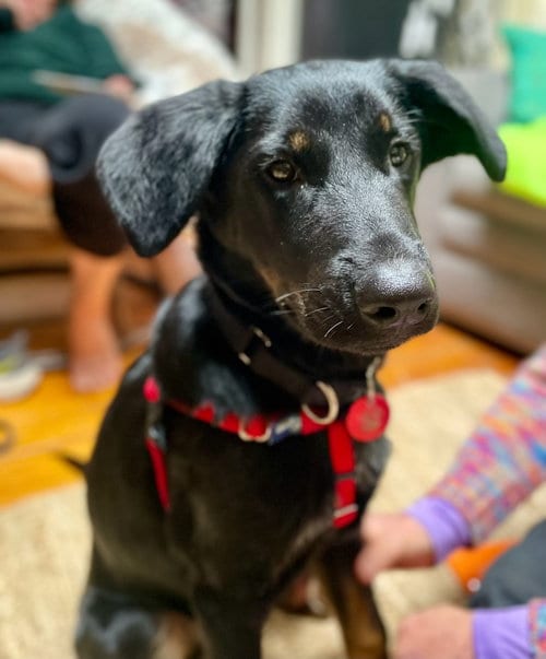 Photo of Rocket Freedom, adoptable Shepherd in Wakefield, Rhode Island