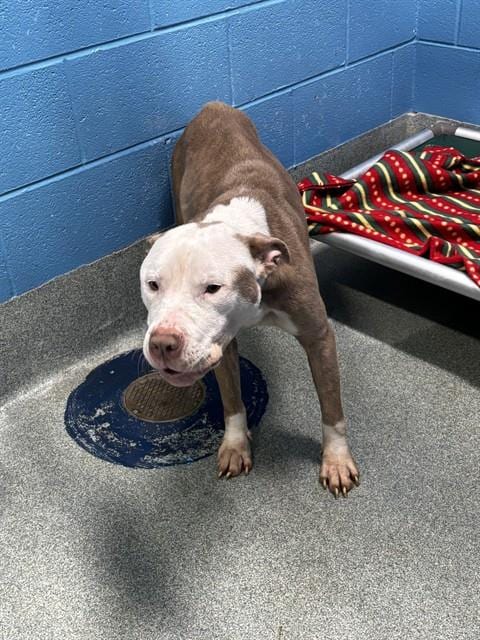 Photo of Mayo, adoptable Pit Bull Terrier in Forestville, Maryland