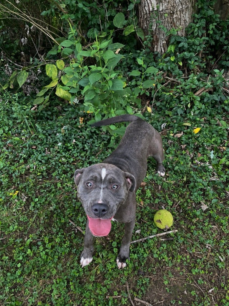 Photo of Babe, adoptable Boxer in Maysville, Kentucky