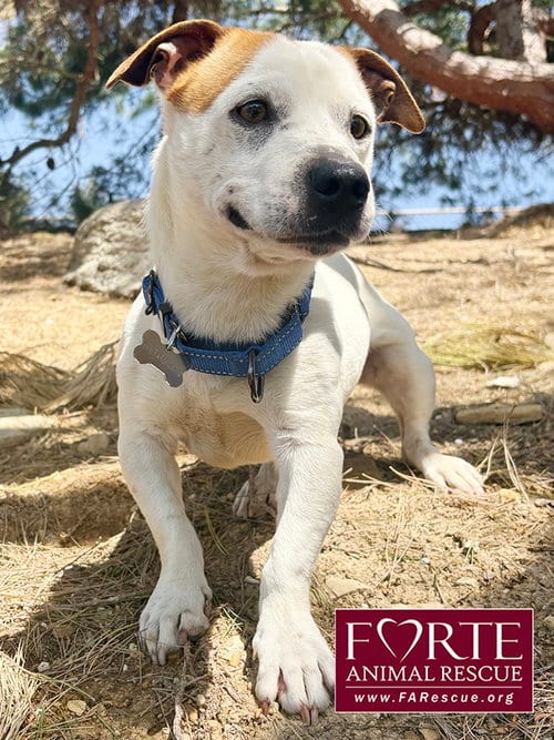 Photo of Carlos, adoptable Beagle in Marina del Rey, California