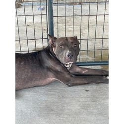 Photo of Blacksun, adoptable American Pit Bull Terrier in Baton Rouge, Louisiana