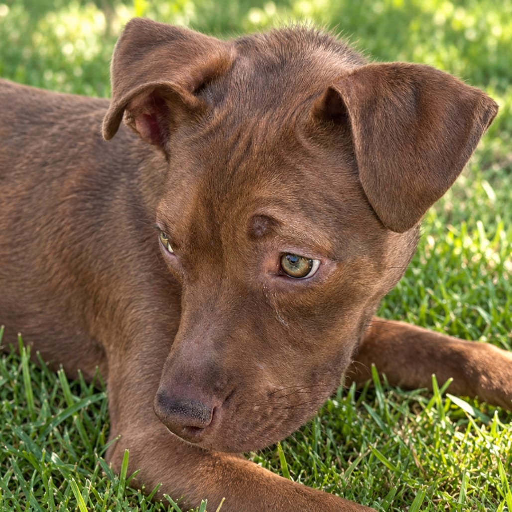Photo of Angie, adoptable Terrier, Pit Bull in South Elgin, Illinois
