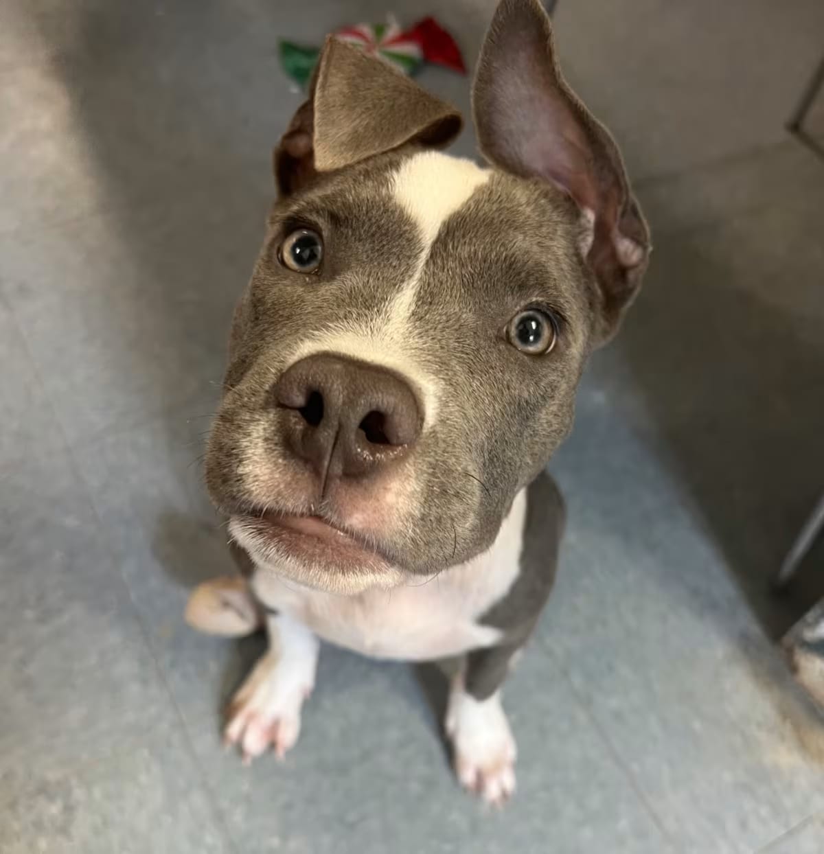 Photo of Solar, adoptable American Pit Bull Terrier Mixed Breed (Medium) in Spring, Texas