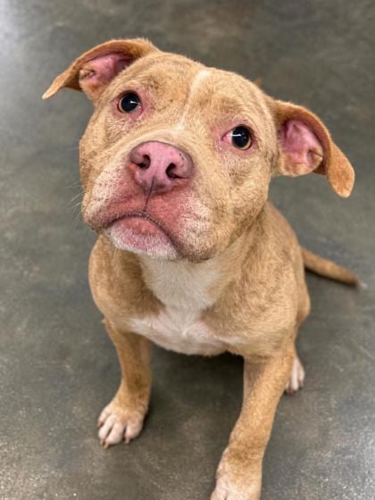 Photo of Bailey, adoptable Terrier in New Orleans, Louisiana