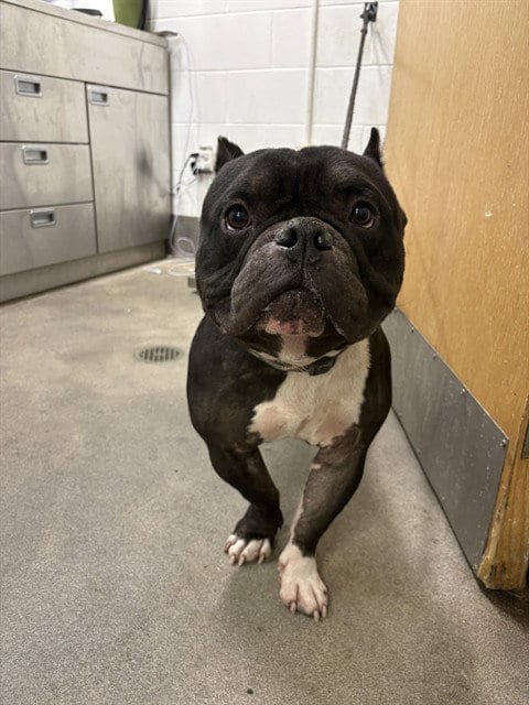 Photo of Apollo, adoptable American Bulldog in Forestville, Maryland