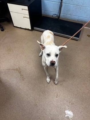 Photo of Jantavia, adoptable dog in Chamblee, Georgia