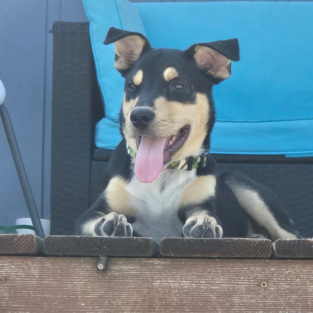 Photo of Canyons, adoptable Shepherd / Rottweiler in Normal, Illinois