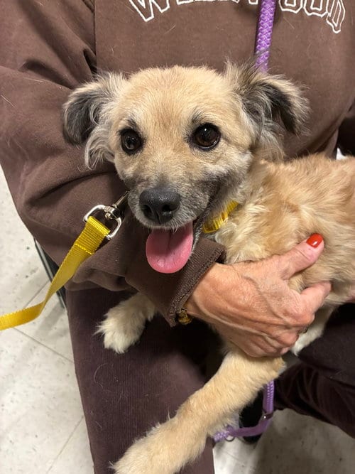 Photo of Minnie, adoptable Spaniel in Willingboro, New Jersey