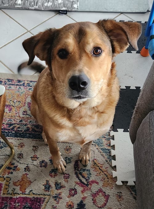 Photo of Eevee, adoptable Labrador Retriever in McKinney, Texas