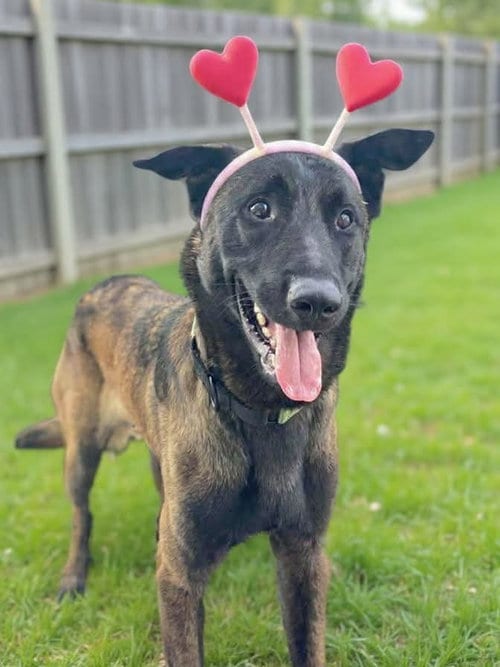 Photo of Coby - Located in Maryland, adoptable Belgian Shepherd Malinois in Imlay City, Michigan