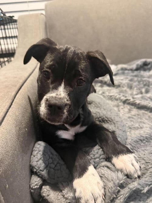 Photo of Annie, adoptable Unknown breed in Holbrook, New York