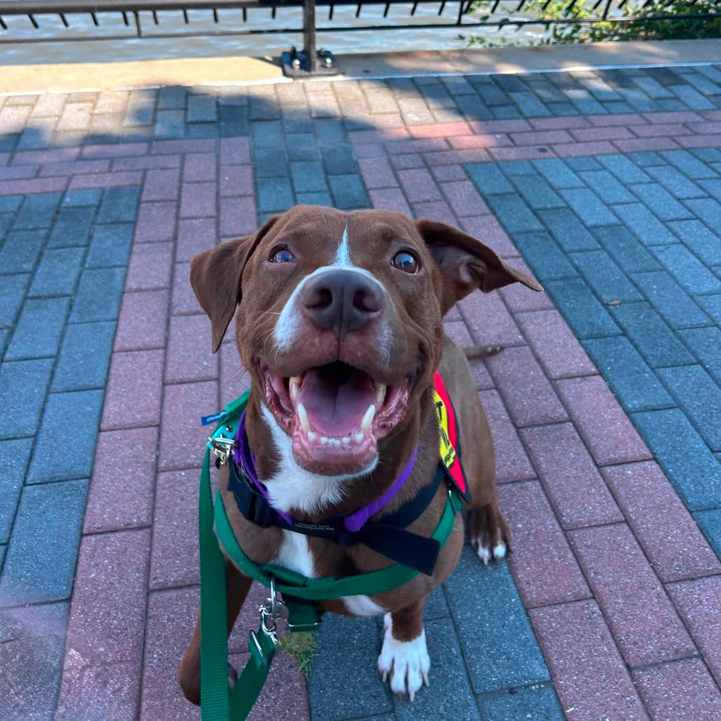 Photo of Rainbow Sprinkles, adoptable Retriever, Chocolate Labrador / Mixed Breed (Medium) in Jersey City, New Jersey