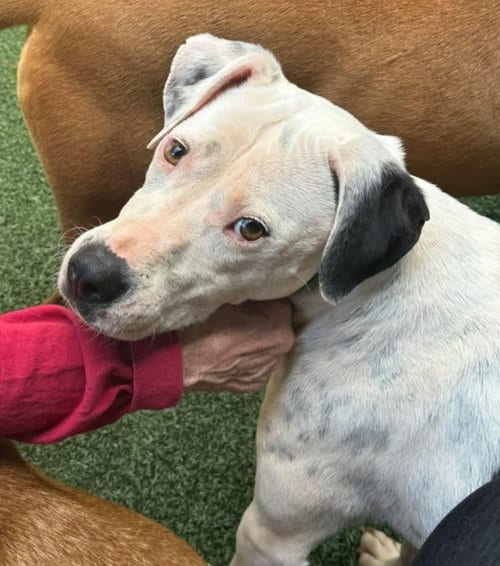 Photo of Knox, adoptable American Pit Bull Terrier in Greenville, South Carolina