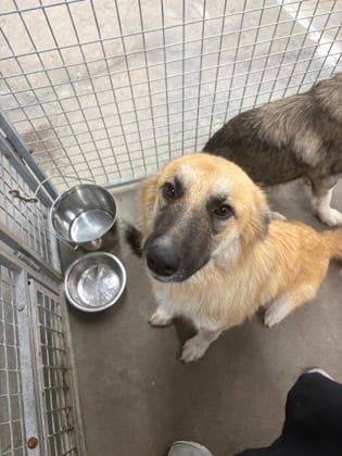 Photo of Penny, adoptable Shepherd/Mix in Raeford, North Carolina