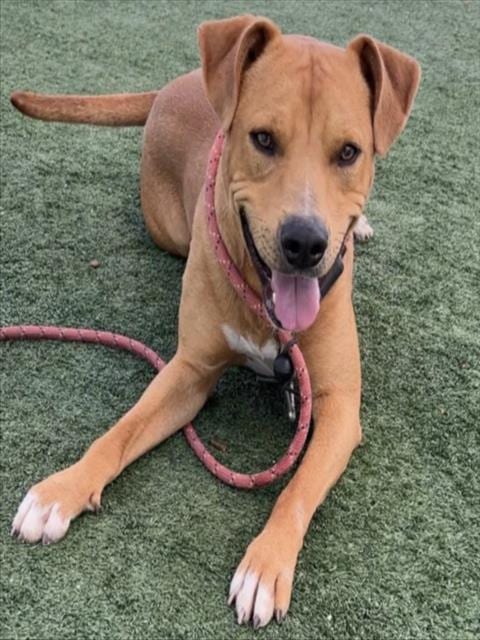 Photo of Buddy, adoptable Pit Bull Terrier in Chatsworth, California