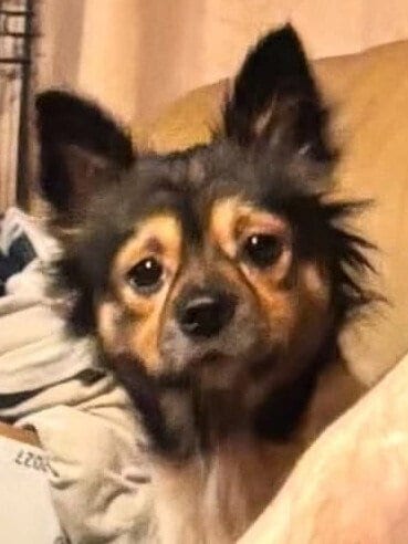 Photo of Millie (AL), adoptable Chihuahua in New York, New York