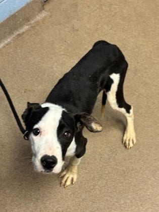 Photo of Roblox - IN FOSTER, adoptable dog in Chamblee, Georgia