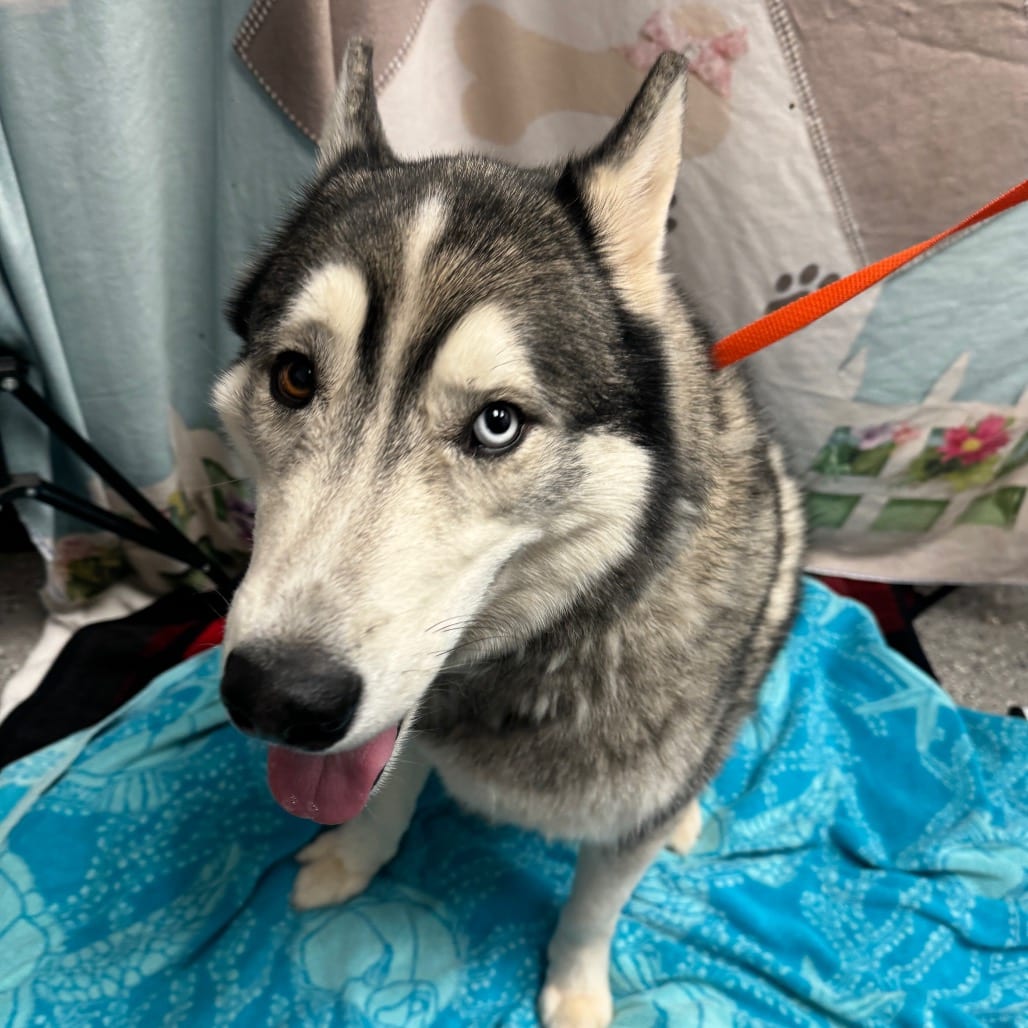 Photo of Dylan, adoptable Husky in Henderson, Nevada
