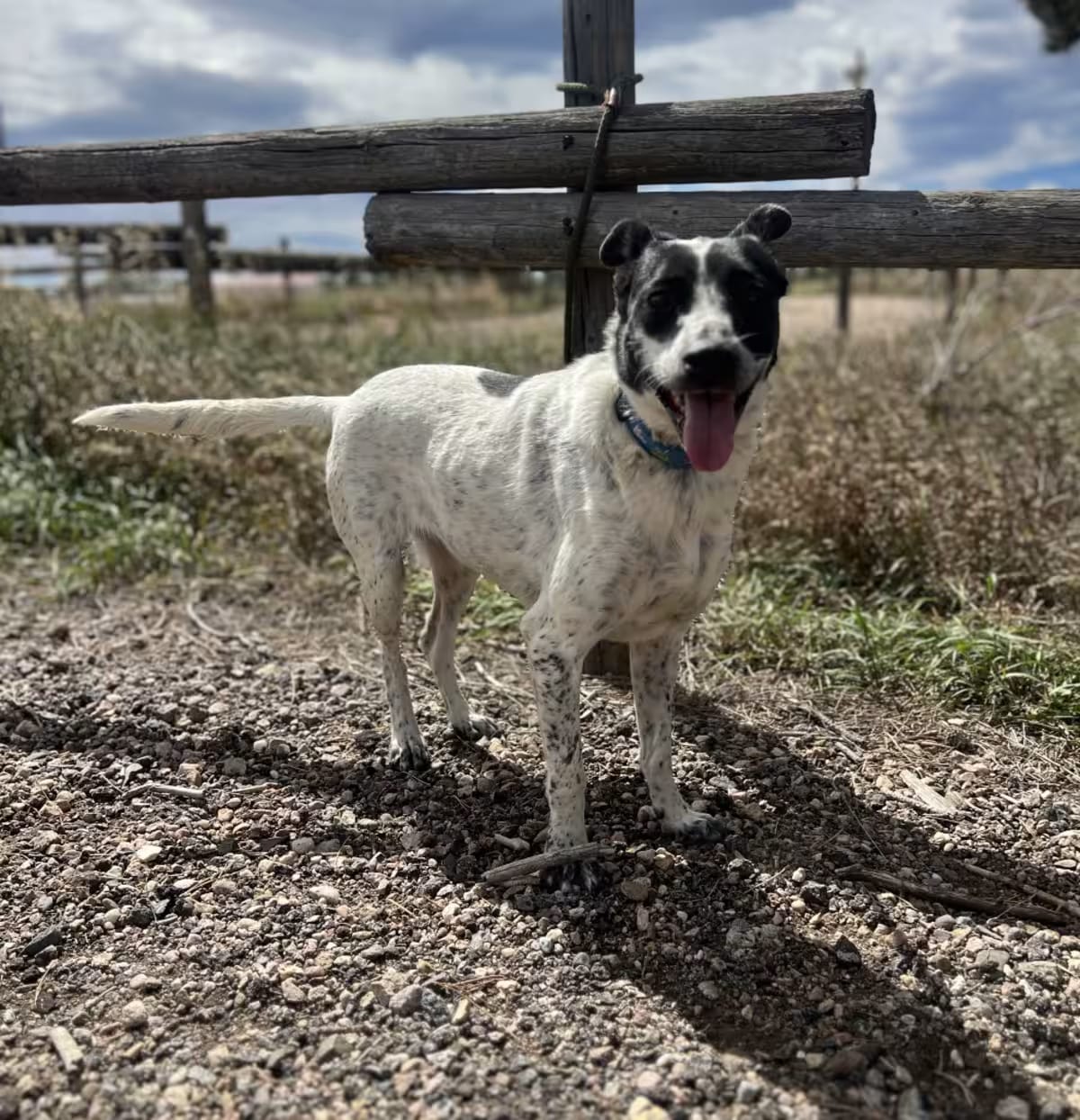 Photo of Tulip, adoptable Australian Cattle Dog/Mixed Breed (Medium) in Fort Collins, Colorado