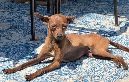 Photo of Beans, adoptable Miniature Pinscher/Chihuahua, Short Coat in New Jersey