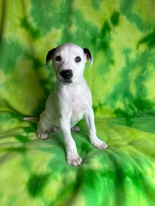 Photo of Jessie, adoptable American Staffordshire Terrier in New Oxford, Pennsylvania