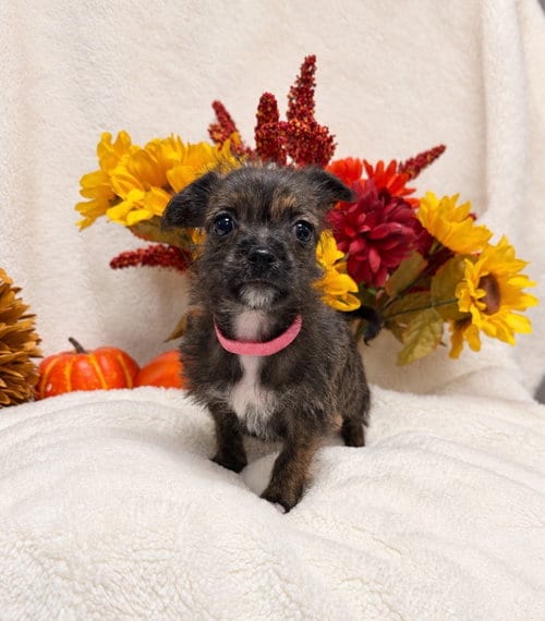 Photo of Amelia, adoptable Shih Tzu in Ellijay, Georgia
