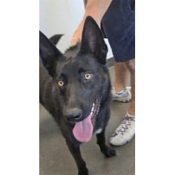 Photo of Muchtar, adoptable Belgian Malinois in Chatsworth, California