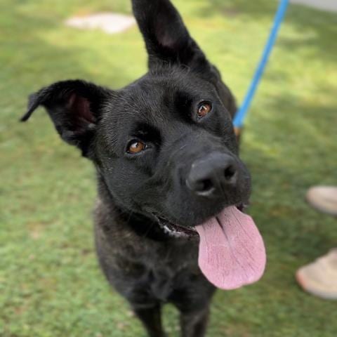 Photo of Tara, adoptable German Shepherd Dog in Camarillo, California