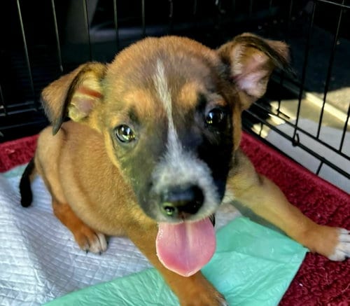 Photo of Brian, adoptable Hound in Royal Palm Beach, Florida