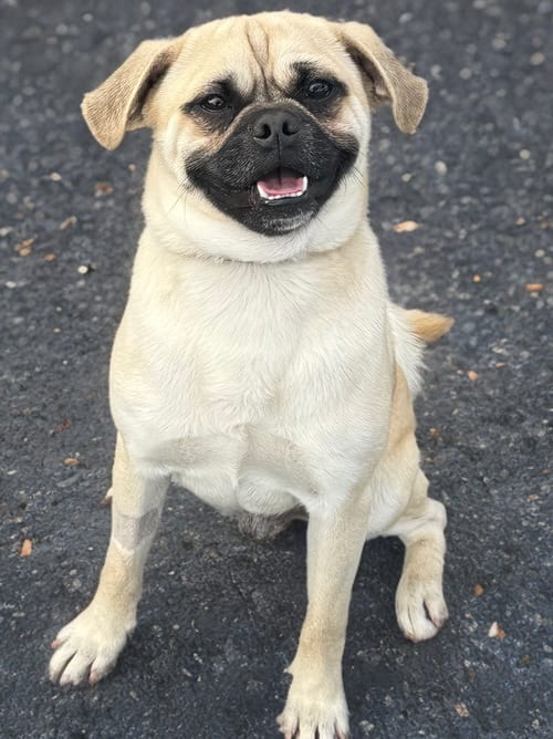 Photo of Jack, adoptable Pug in Newport Beach, California
