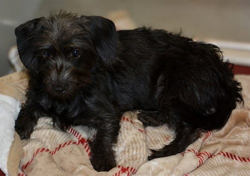 Photo of Vada, adoptable Dachshund in West Valley, Utah