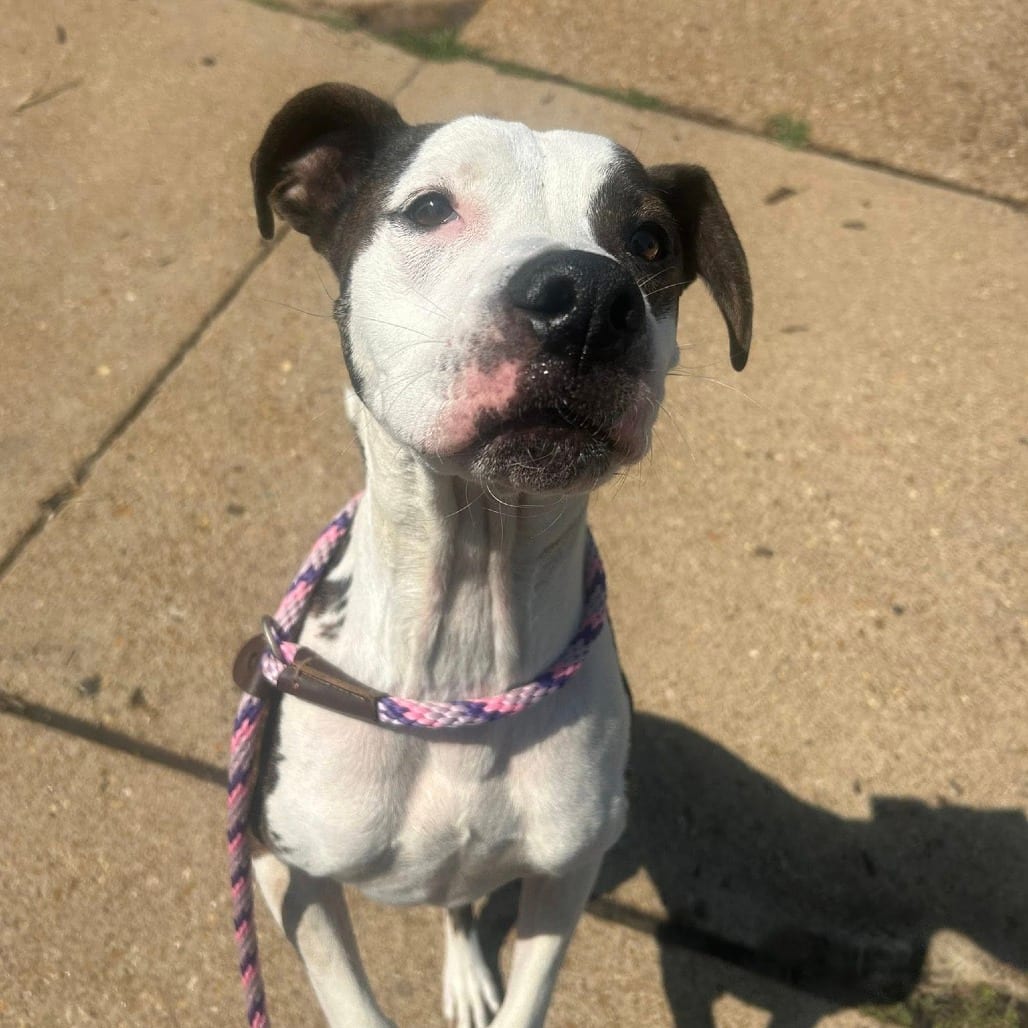 Photo of Bear, adoptable Mixed Breed (Medium) in St. Louis, Missouri