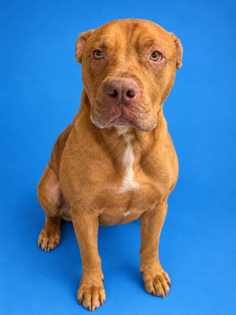 Photo of Red, adoptable Pit Bull Terrier in Westminster, Maryland