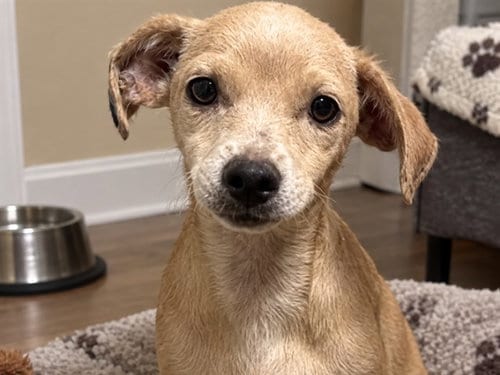 Photo of Scarlet Witch, adoptable Terrier in Redwood City, California